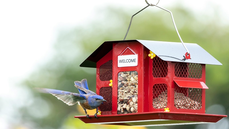 Ultimate Bird Storage Guide: Space-Saving Solutions for Every Bird Owner